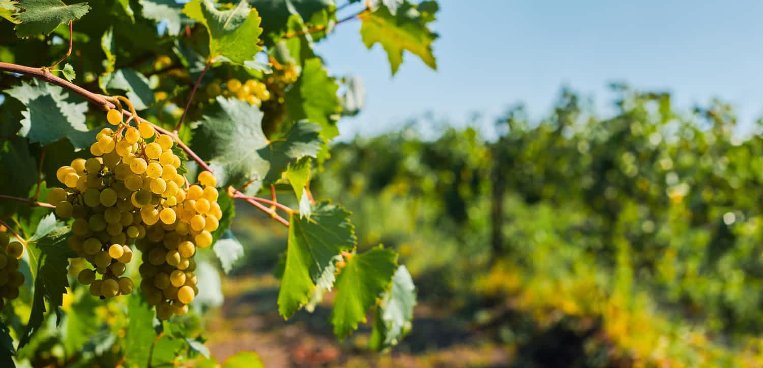wino z Bochotnicy
