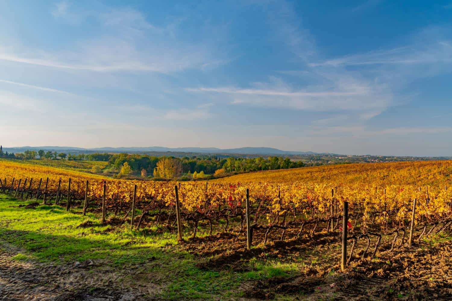 wino z Bochotnicy